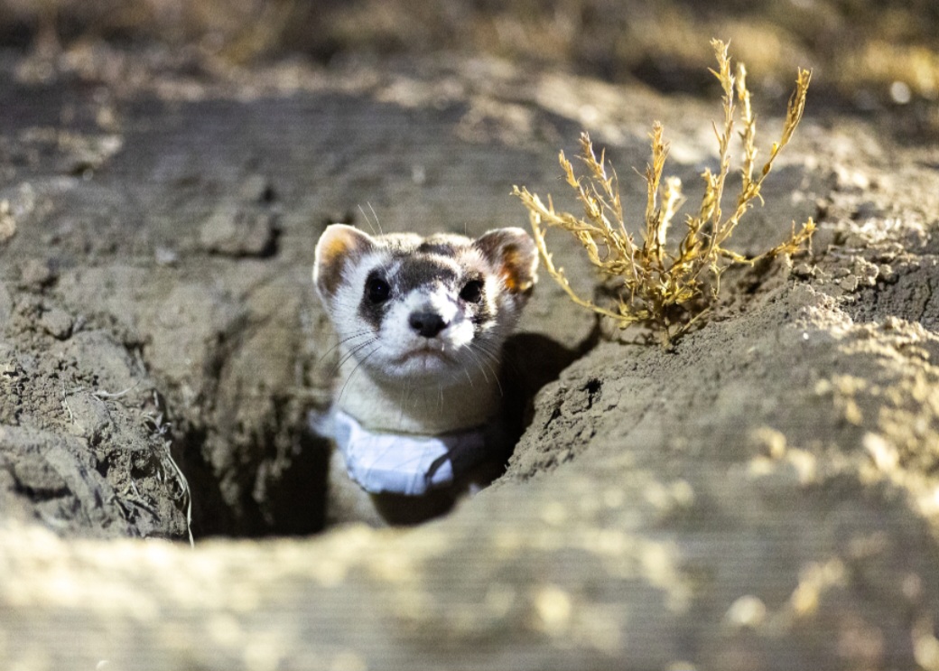 A curious animal peeking out from a burrow in a sandy environment.